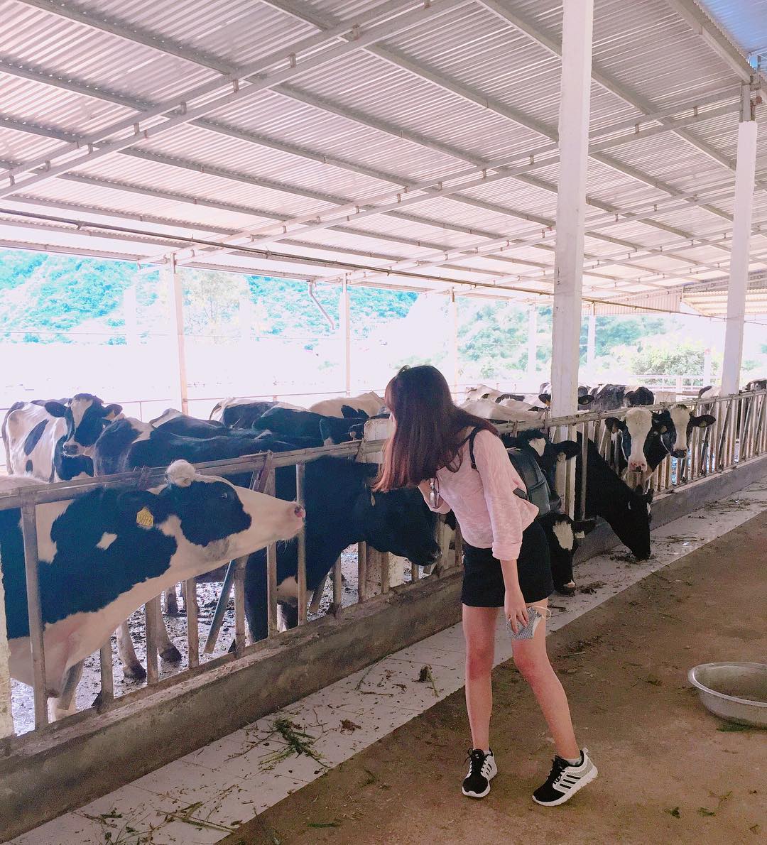 Thử làm nông dân ở trang trại bò sữa Dairy Farm