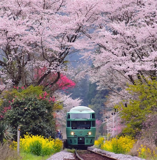 Ngắm hoa anh đào Nhật Bản 2019 đẹp và rực rỡ nhất chính là vào thời điểm này